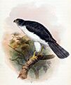 Accipiter francesiae pusillus