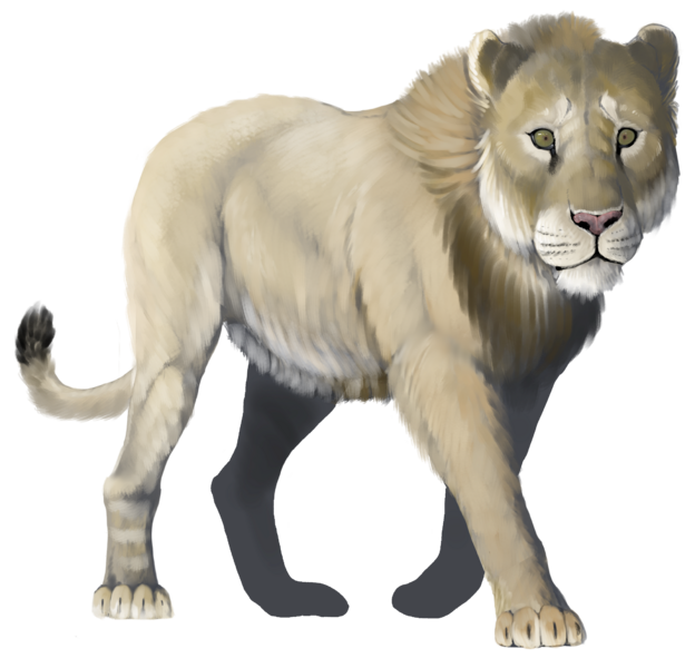 American lion National Park Service illustration