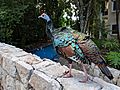 An ocellated turkey, (Meleagris ocellata) walking in a Yucatan resort