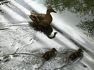 Anas platyrhynchos with ducklings reflecting water