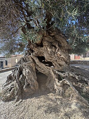 Ancient olive tree of Vouves closeup