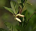 Annona squamosa (Custurd Apple) flower in Hyderabad W IMG 7408