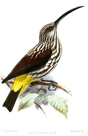 ArachnotheraJuliaeKeulemans.jpg