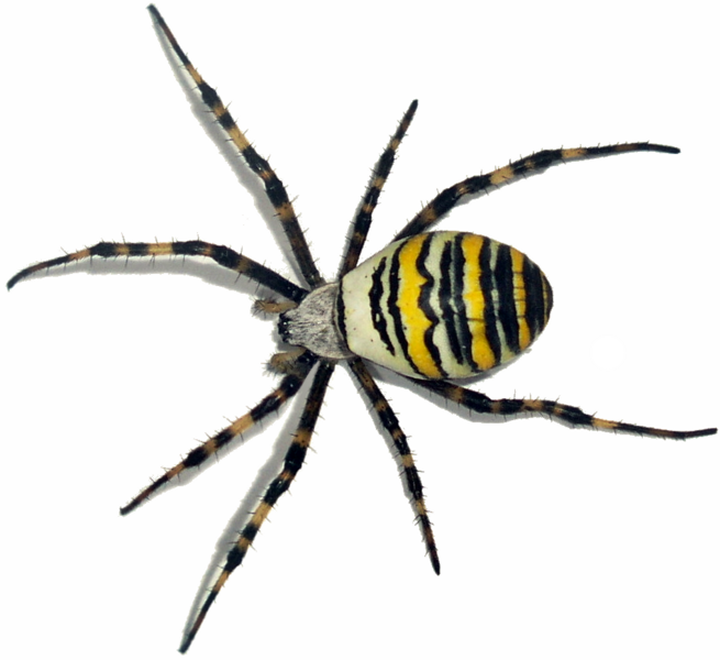 Argiope bruennichi (white background)