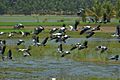 Asian Openbill Storks Flying Away