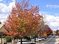Autumn trees in Byng St, Orange NSW