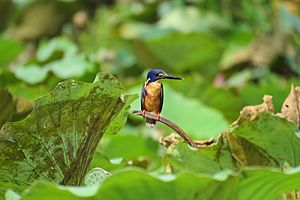 Azure Kingfisher, Kakadu