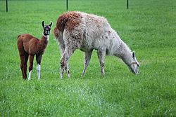 Baby Lama met moeder.JPG