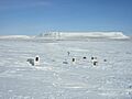 BeecheyIsland Graves