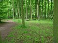 Beechwoods - geograph.org.uk - 826879