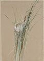 Bird's Nest in Cattails MET ap1989.261.2