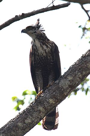 Black Hawk-eagle (40992649042)