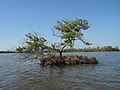 Black mangrove-everglades natl park