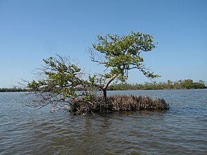 Black mangrove-everglades natl park