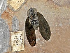 Blattoidae - Fossil