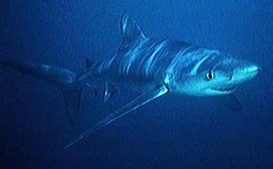 Blue shark