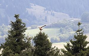Buteo rufinus - Long-legged buzzard, Giresun 02-2