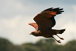 Buteogallus meridionalis -Goias, Brazil -flying-8