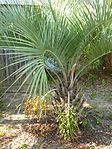 Butia capitata palm bearing both ripe and unripe fruit