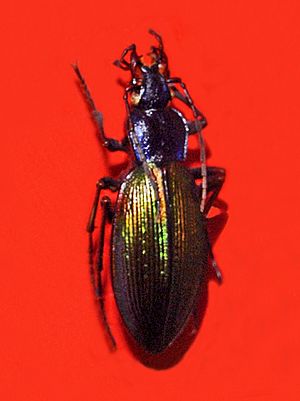 Carabidae - Ceroglossus chilensis.jpg