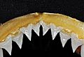 Carcharhinus galapagensis upper teeth