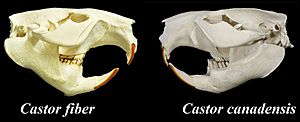 Castor fiber vs. Castor canadensis skulls