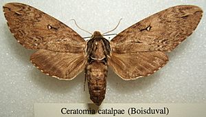 Ceratomia catalpae sjh.JPG