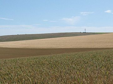 Newmarket Hill