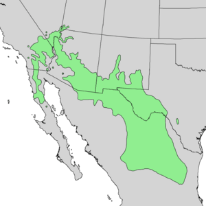 Chilopsis linearis range map 3.png