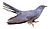 Common Cuckoo by Mike McKenzie white background.jpg