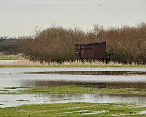 Coombe Hill Canal and Meadows 7