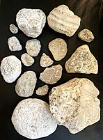 Coral Fossils from Door County, WI