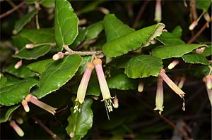 Correa lawrenceana cordifolia.jpg
