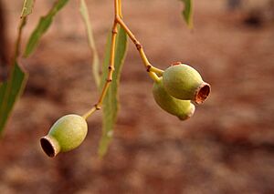 Corymbia capsules