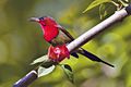 Crimson sunbird