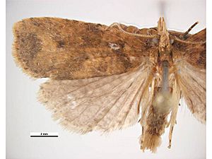 Ctenopseustis herana male.jpg