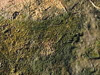Cyanobacterial-algal mat