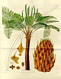 Cycas circinalis(draw)