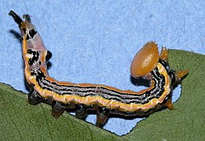 Dasylophia anguina larva, MM.jpg