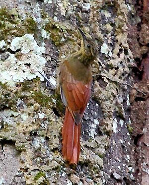 Deconychura longicauda - Long-tailed Woodcreeper.JPG