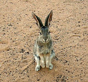 Desert Cottontail on hind legs begging