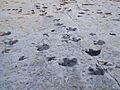 Dinosaur Ridge tracks