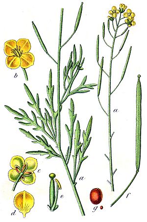 Diplotaxis tenuifolia Sturm32.jpg