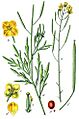 Diplotaxis tenuifolia Sturm32