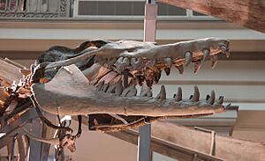 Dorudon atrox skull 03 - Smithsonian