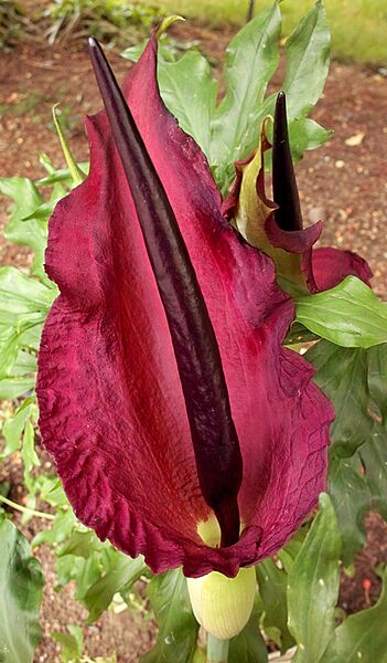 Dracunculus Vulgaris 5922-Blog