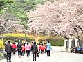 Duryu Park Cherry Blossoms