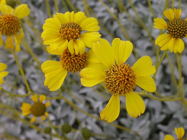 Encelia farinosa capitulum 2005-02-20