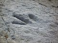 Enciso-dinosaur-footprint-detail