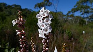 Epacris microphylla flower